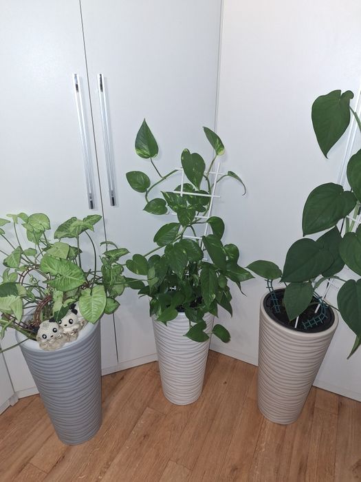 Продам цветы ,в напольных горшках!!!