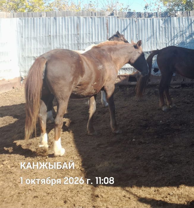 Семіз биелер сатамын