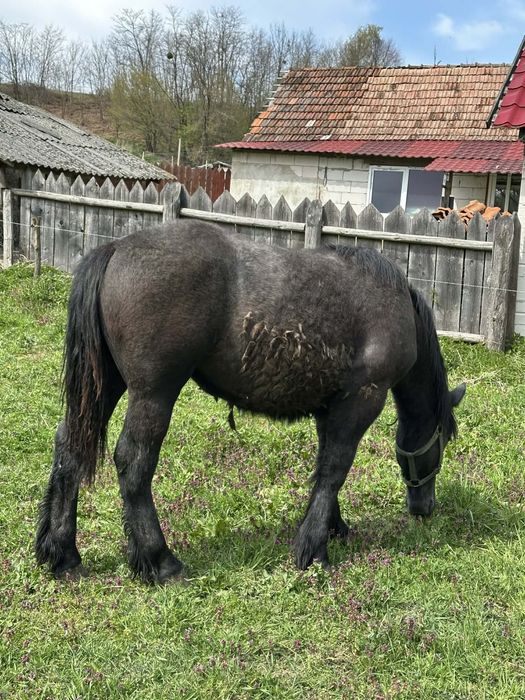 Vand pereche manze de un an