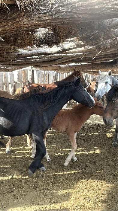 Продам кобылу с жеребеноком