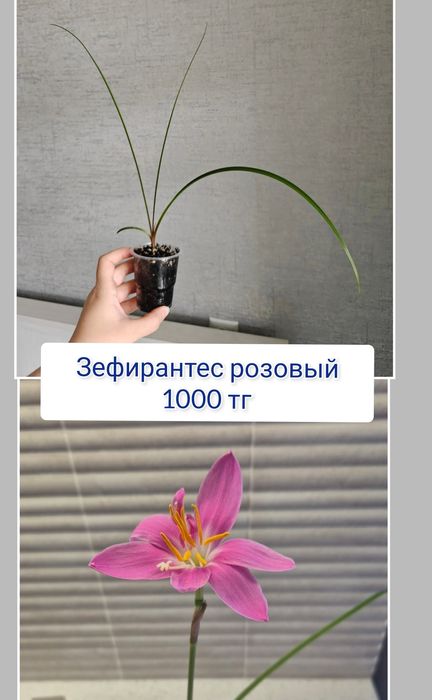 Гастерия суккуленты комнатные цветы