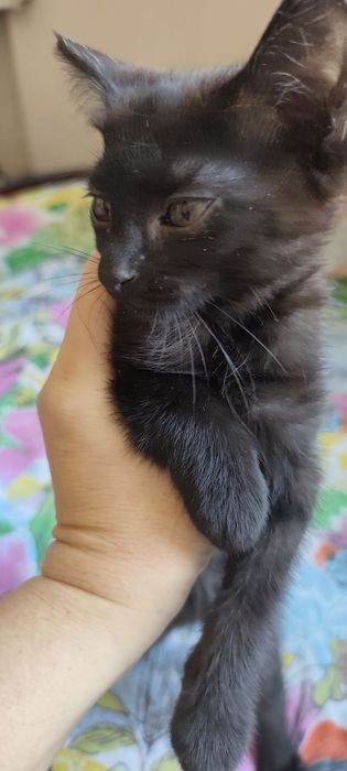 Отдадим котят в хорошие руки.