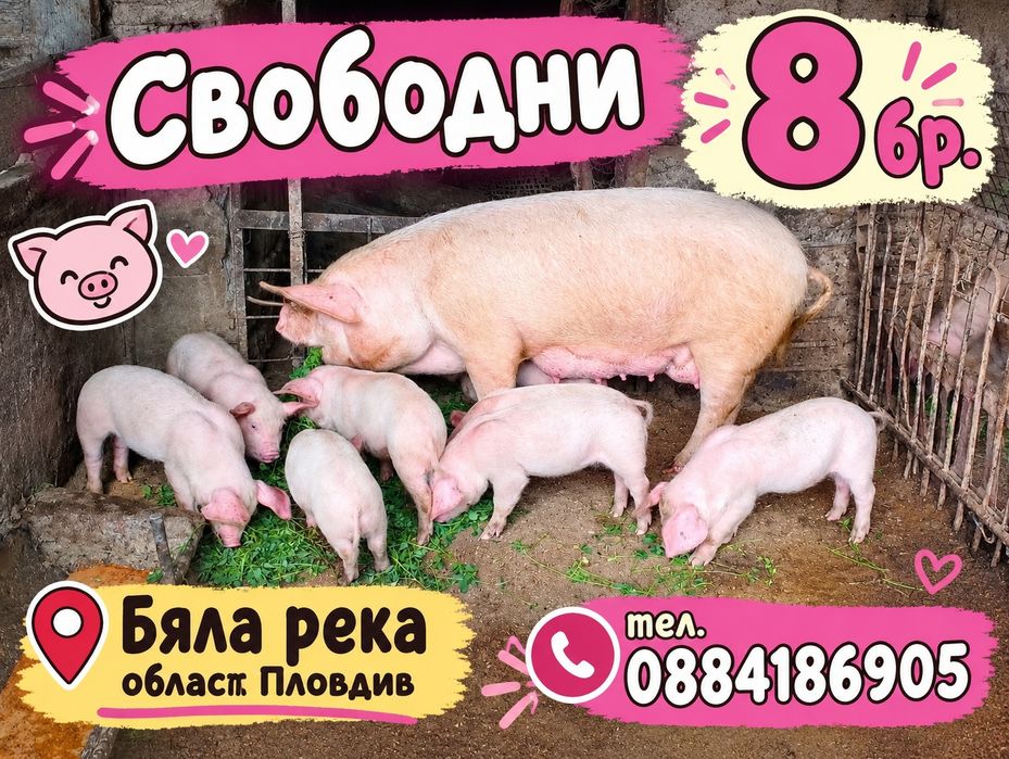 Домашно отглеждани прасета