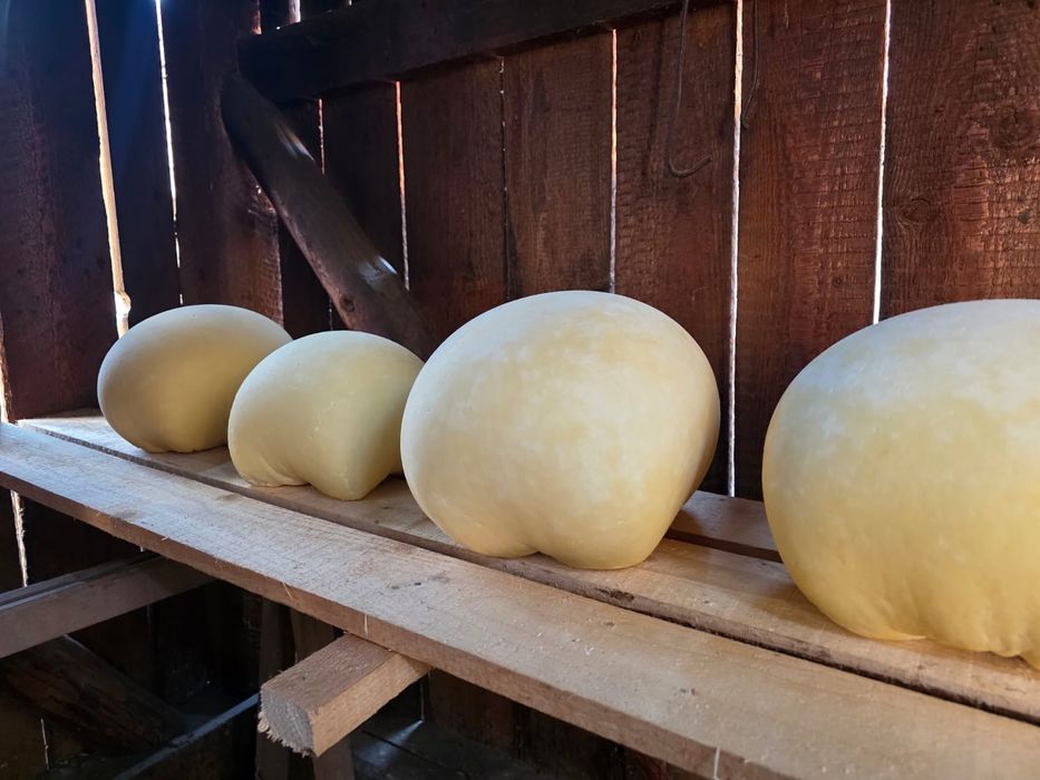 Cas de vaca proaspat