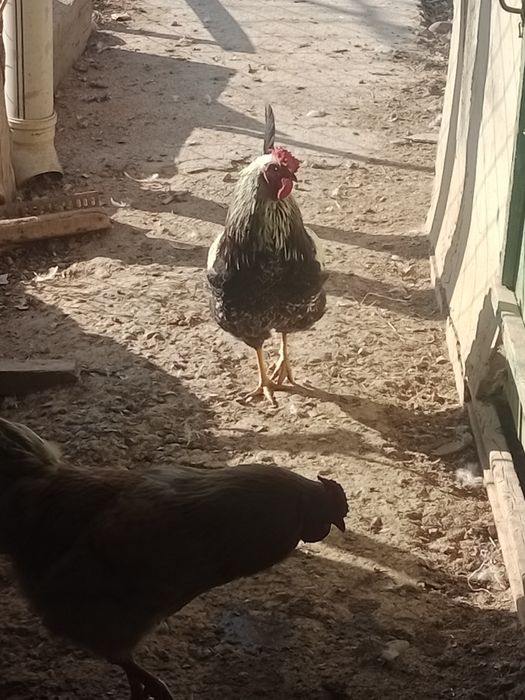 Қораз сатылады 3шт