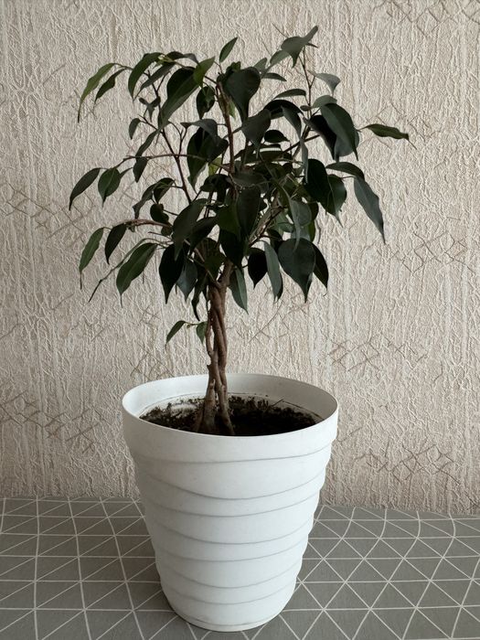 Продам цветы домашние