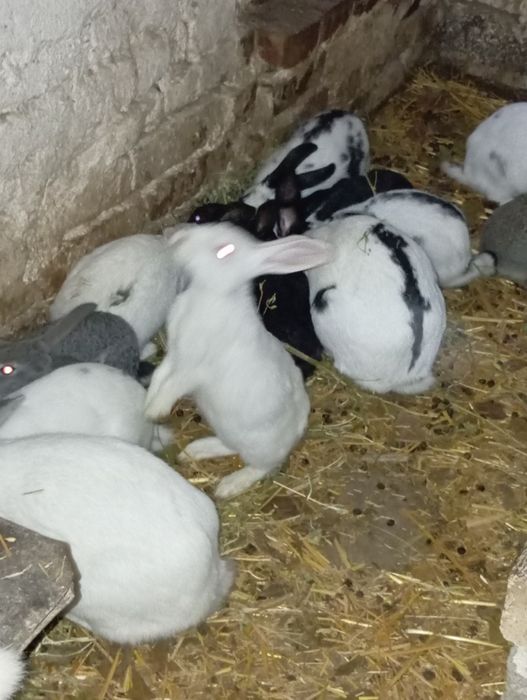 Uy quyonlari sotiladi