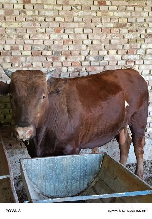 Limuzin buqa sotiladi 1 yosharu 7 oylik , boʻyi  142 ,  vesi 780 kg