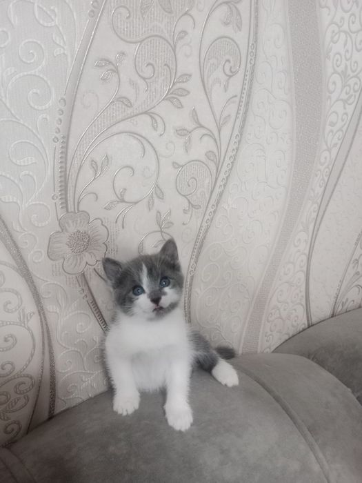 Котята.Отдам даром!