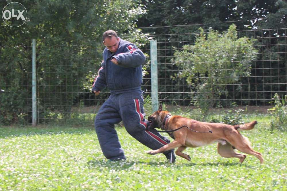 Dresaj Bucuresti (instructor atestat)