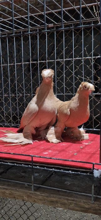 Жолтый голубыыыыы