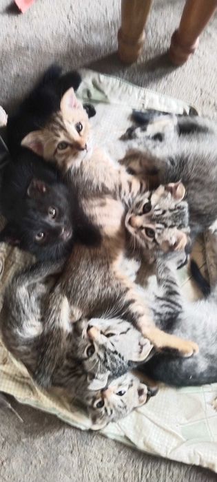 Котята в добрые руки