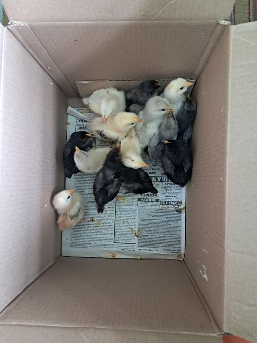 Цыпллята по 1200