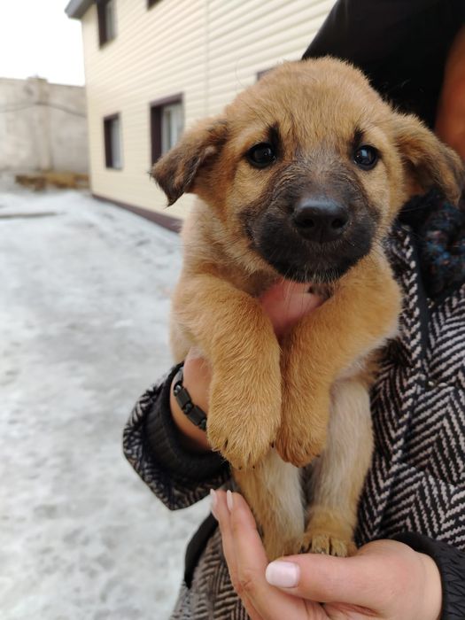 Щенки в добрые руки