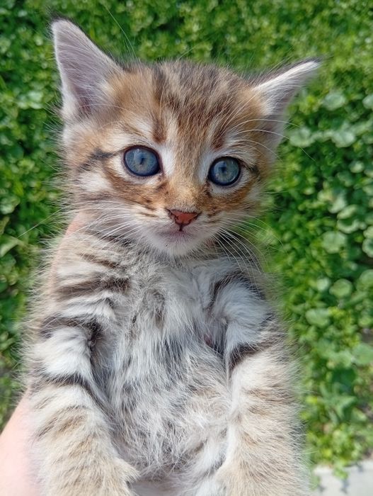 Котята Мальчик Девочка