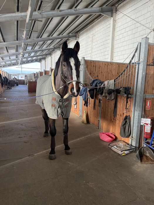 Cal de sport unguresc