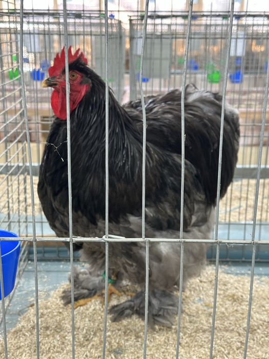 Vand oua cochinchina urias albastru