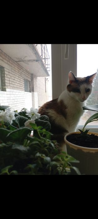 Потерялась кошечка!