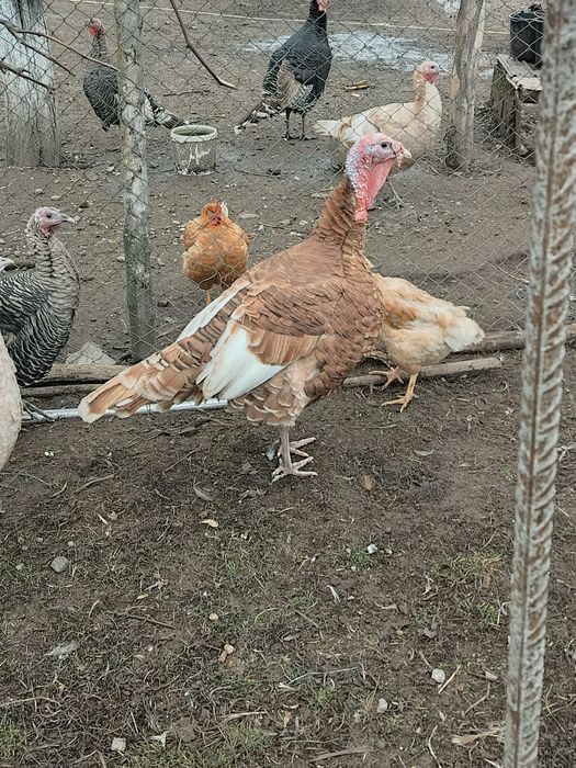 Vând sau schimb curcan tânăr