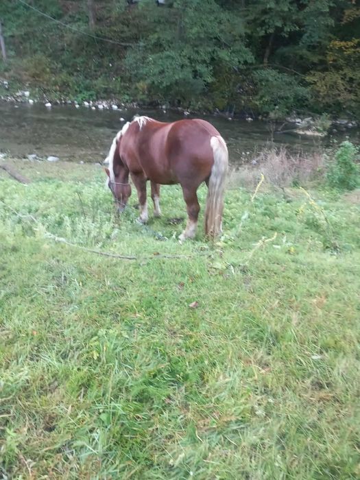 Vand armasar rasa semigreu