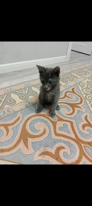 Отдам бесплатно котенок