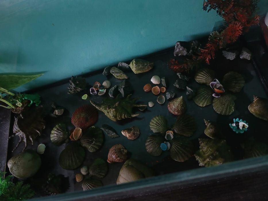 Acvariu 50 litrii+toate accesoriile necesare. Preț 300lei negociabil.