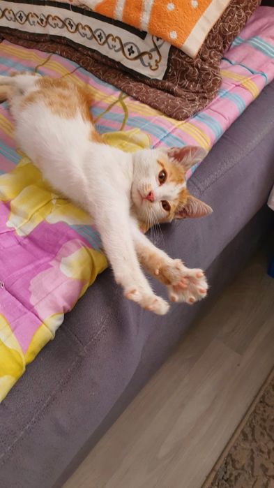Котёнок в хорошие руки