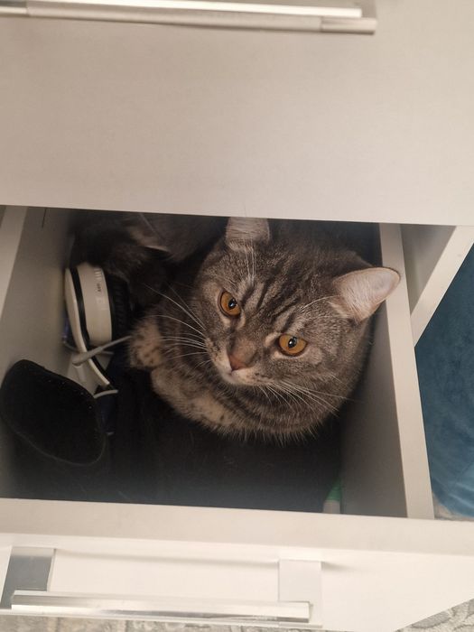 Отдам кота в хорошие руки