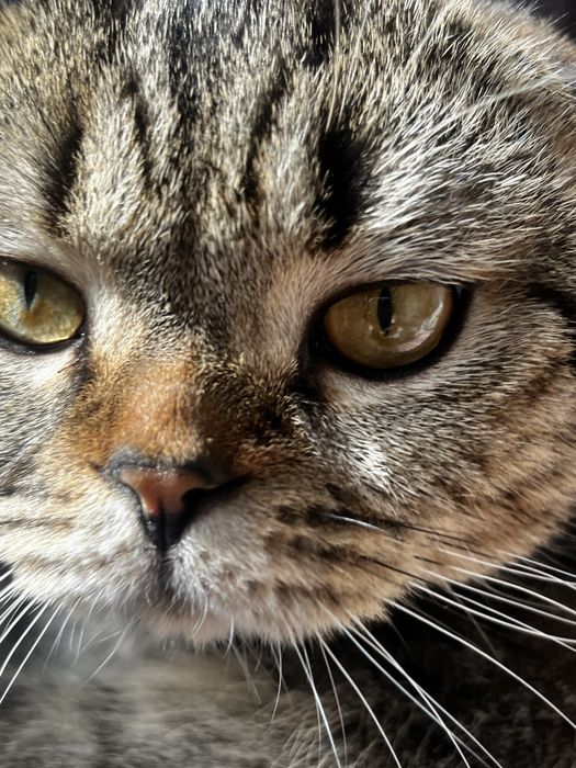 Вязка кота кот ищет девочку