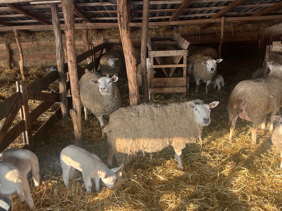 Femele Texel linie Marea Britanie