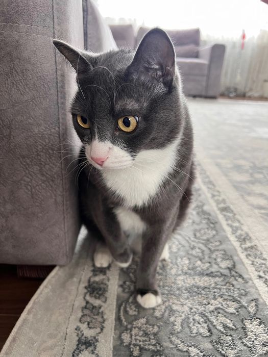 Отдам кошек в хорошую семью