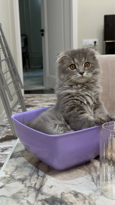 вязкага аёл мушук керак