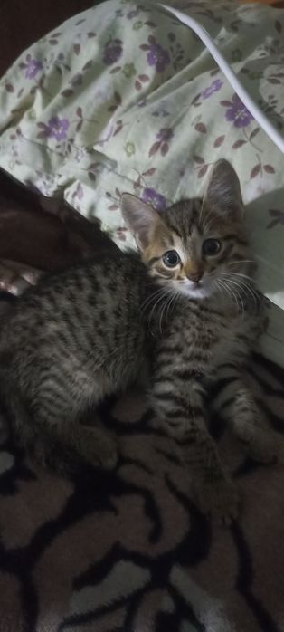 Котята мальчики 1,5 мес