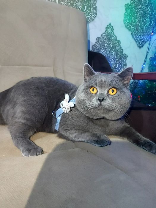 Вязка (насл олиш) Зоти Британский, эркак