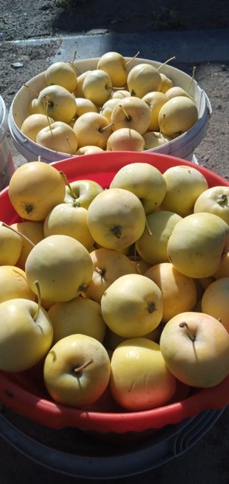 Продам сливы сладкие