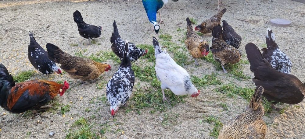 Găini și cocoși pitici