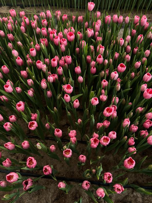 Тюльпаны оптом розницу