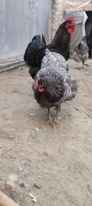 Джерсиски гегант тухум ва жужасига заказ оламиз