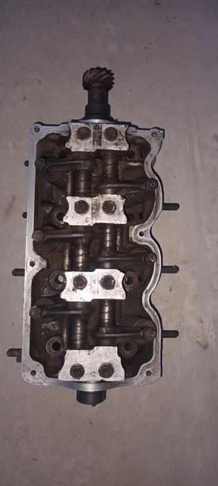 домаз голопка родной