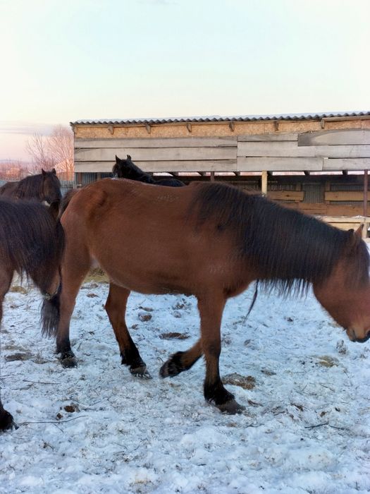 Бие 4.5.6 жасар Кобылы