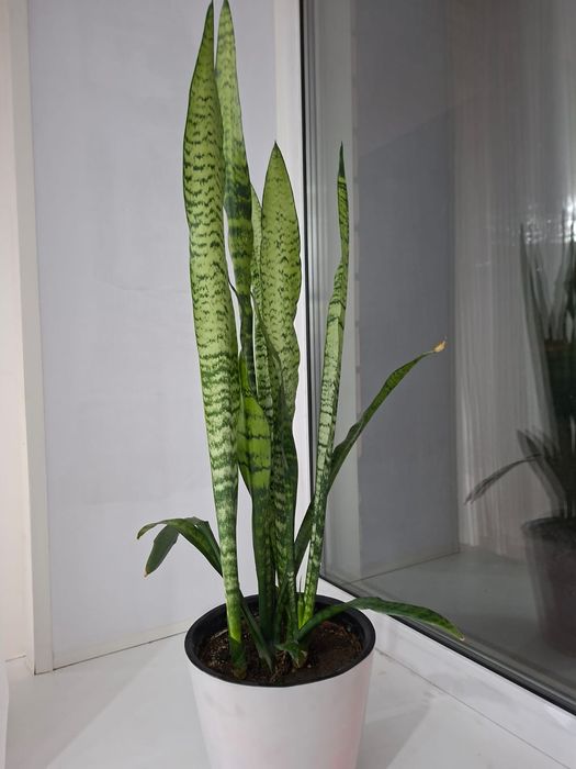 Цветы для дома или офиса