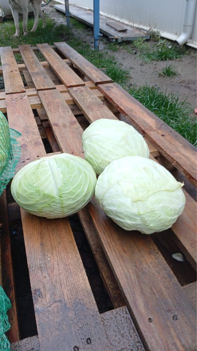 De vanzare Varza Gintama