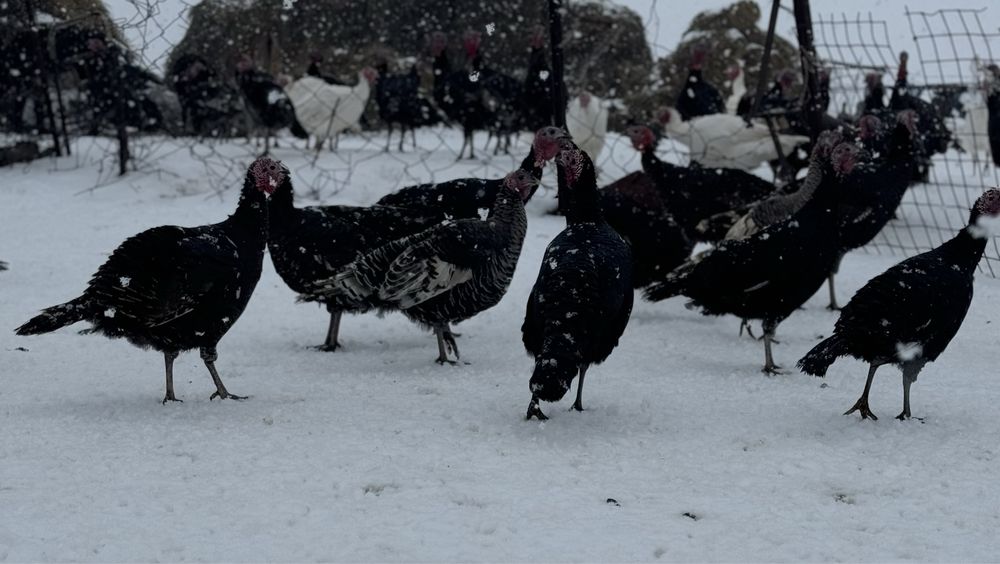 Продам индюков