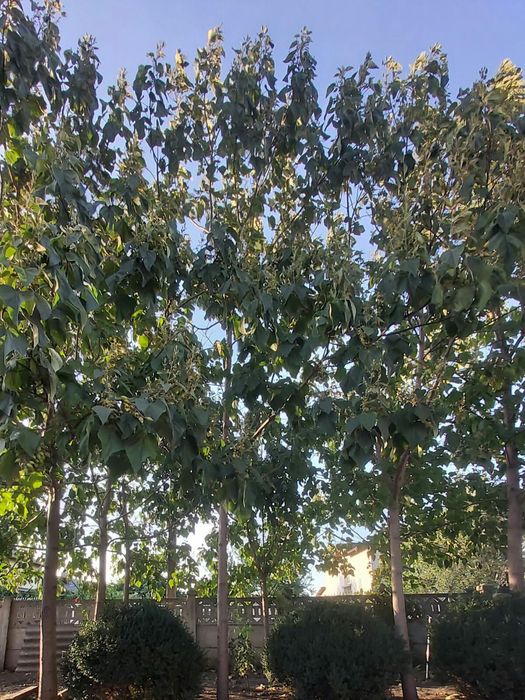 Paulownia Tomentosa
