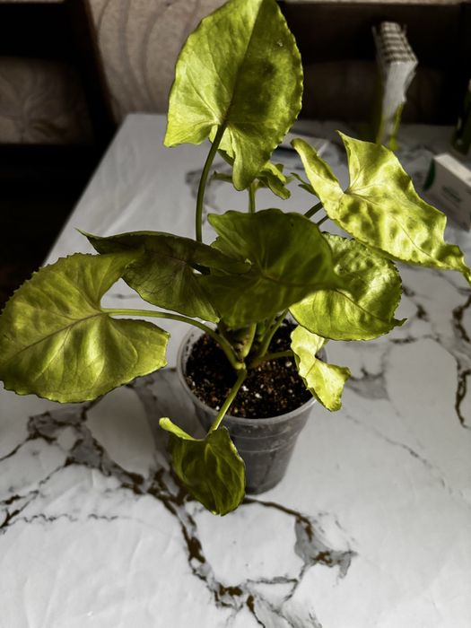 Продам цветы сингуниумы