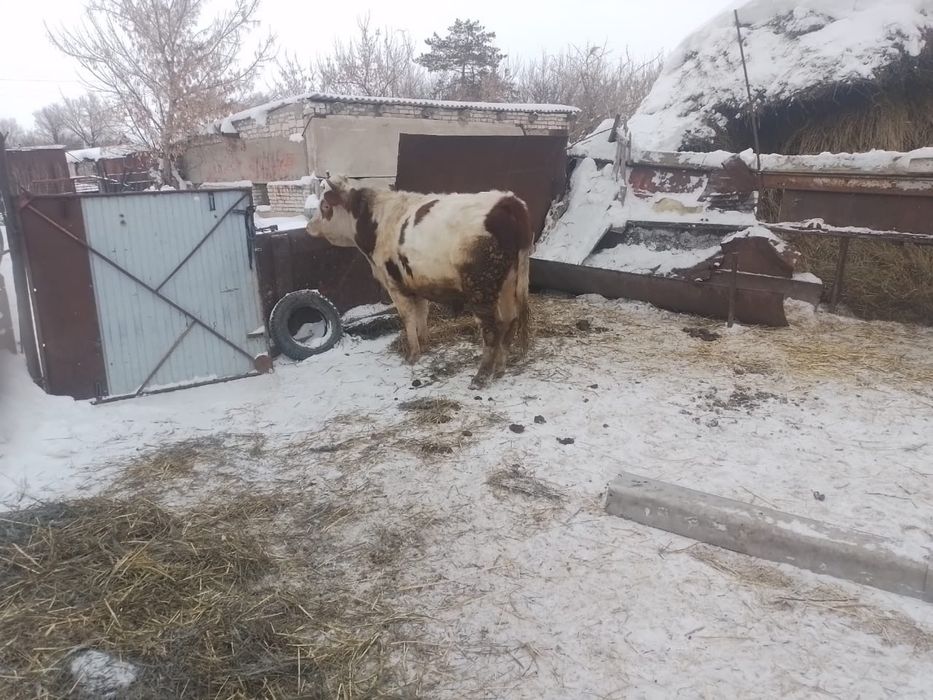 Продам быка стоит на откорме