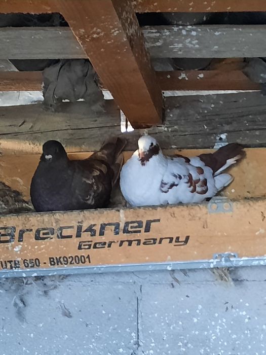 Vând porumbei găinar