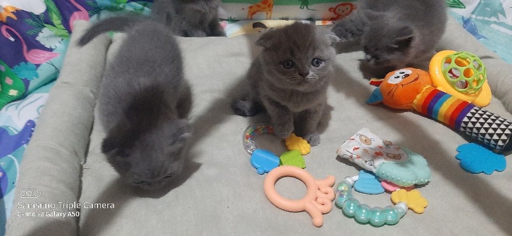 Продаются котята