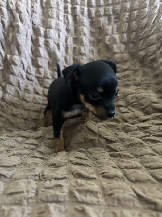 Продам щенят породы той терьер мини