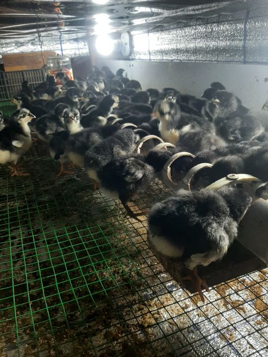 Qora Shaxzoda jojalari